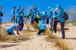 志愿者在宁夏扎草方格 Volunteer constructing straw grids in Ningxia 